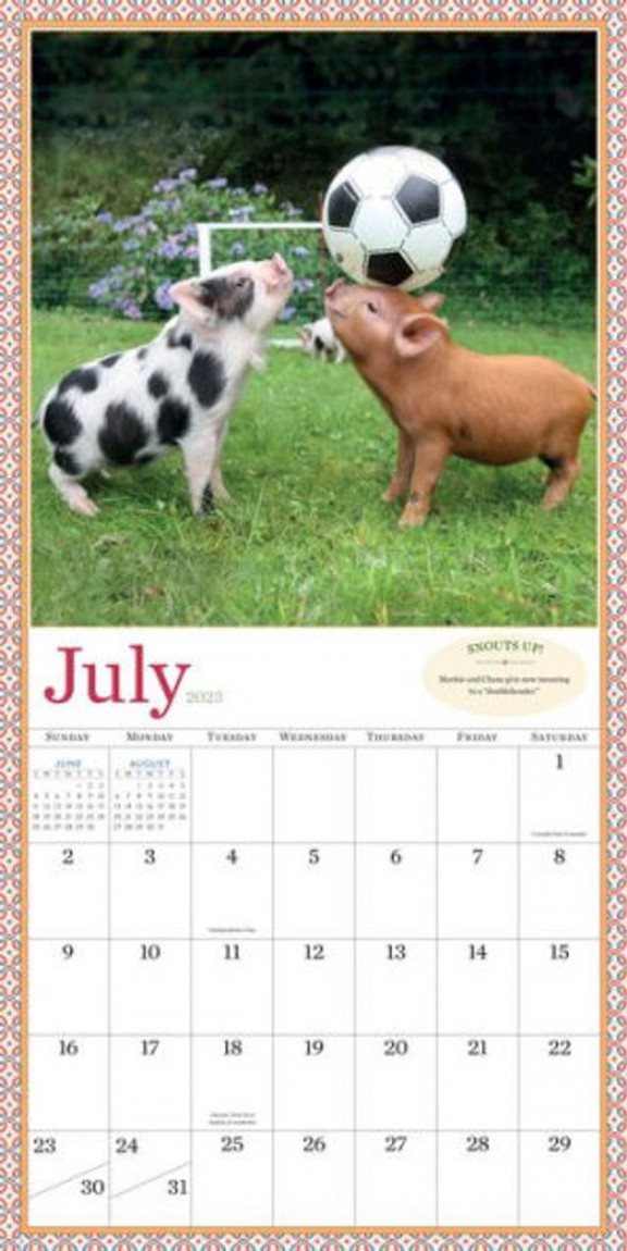 Barnes and Noble Pocket Pigs Wall Calendar   The Summit